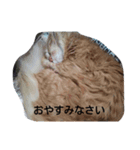 みーくんの日々（個別スタンプ：3）