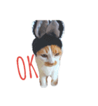 愛猫's（個別スタンプ：1）