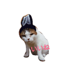 愛猫's（個別スタンプ：2）