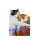 愛猫's（個別スタンプ：3）