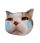 愛猫's（個別スタンプ：4）