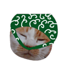 愛猫's（個別スタンプ：5）