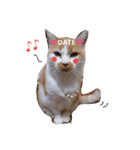愛猫's（個別スタンプ：7）
