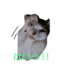 愛猫's（個別スタンプ：8）
