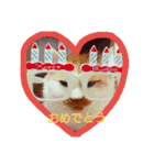 愛猫's（個別スタンプ：9）