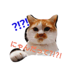 愛猫's（個別スタンプ：10）