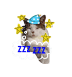 愛猫's（個別スタンプ：11）