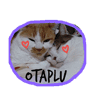 愛猫's（個別スタンプ：16）