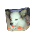 パピヨンのショコラ②（個別スタンプ：2）