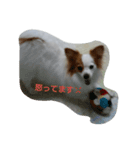 パピヨンのショコラ②（個別スタンプ：3）