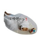 パピヨンのショコラ②（個別スタンプ：7）