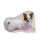 パピヨンのショコラ②（個別スタンプ：8）