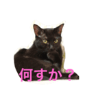 黒猫グリさん（個別スタンプ：1）