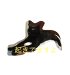 黒猫グリさん（個別スタンプ：3）