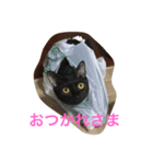黒猫グリさん（個別スタンプ：5）
