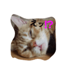 みるきー＆大福（個別スタンプ：12）