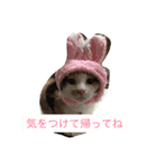 にゃんたち（個別スタンプ：3）