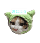 にゃんたち（個別スタンプ：4）