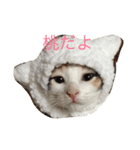 にゃんたち（個別スタンプ：5）