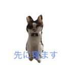 にゃんたち（個別スタンプ：6）