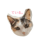 にゃんたち（個別スタンプ：8）