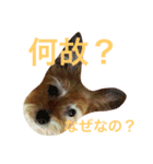 次元という名の犬（個別スタンプ：1）