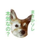 次元という名の犬（個別スタンプ：2）