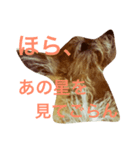 次元という名の犬（個別スタンプ：3）