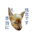 次元という名の犬（個別スタンプ：4）