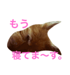次元という名の犬（個別スタンプ：5）