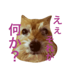 次元という名の犬（個別スタンプ：6）