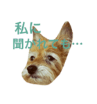 次元という名の犬（個別スタンプ：7）