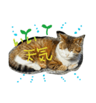 ににゃん（個別スタンプ：3）