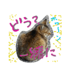 ににゃん（個別スタンプ：8）