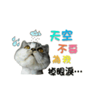 Fool ＆ Cute cat Mochi（個別スタンプ：1）