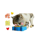 Fool ＆ Cute cat Mochi（個別スタンプ：2）