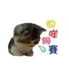 Fool ＆ Cute cat Mochi（個別スタンプ：4）