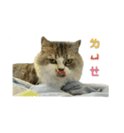 Fool ＆ Cute cat Mochi（個別スタンプ：5）