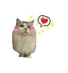 Fool ＆ Cute cat Mochi（個別スタンプ：7）