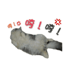 Fool ＆ Cute cat Mochi（個別スタンプ：8）