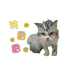 Fool ＆ Cute cat Mochi（個別スタンプ：9）