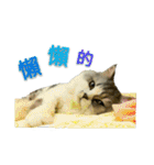 Fool ＆ Cute cat Mochi（個別スタンプ：10）