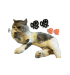 Fool ＆ Cute cat Mochi（個別スタンプ：12）