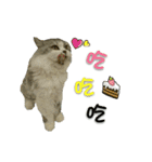 Fool ＆ Cute cat Mochi（個別スタンプ：13）