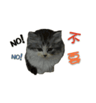 Fool ＆ Cute cat Mochi（個別スタンプ：16）