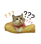 Fool ＆ Cute cat Mochi（個別スタンプ：17）