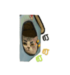 Fool ＆ Cute cat Mochi（個別スタンプ：19）