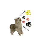 Fool ＆ Cute cat Mochi（個別スタンプ：21）