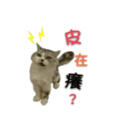 Fool ＆ Cute cat Mochi（個別スタンプ：24）