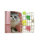 Fool ＆ Cute cat Mochi（個別スタンプ：25）